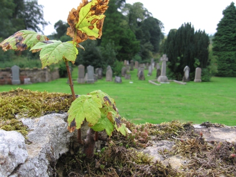A quiet cemetery around Rosslyn.